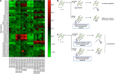Macrophage Transactivation for Chemokine Production Identified as a Negative Regulator of Granulomatous Inflammation Using Agent-Based Modeling